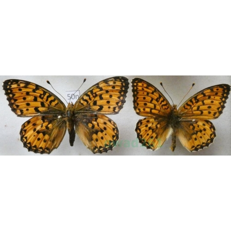 Argynnis adippe (Denis & Schiffermüller, 1775) pair Dostojka adype Poland50n